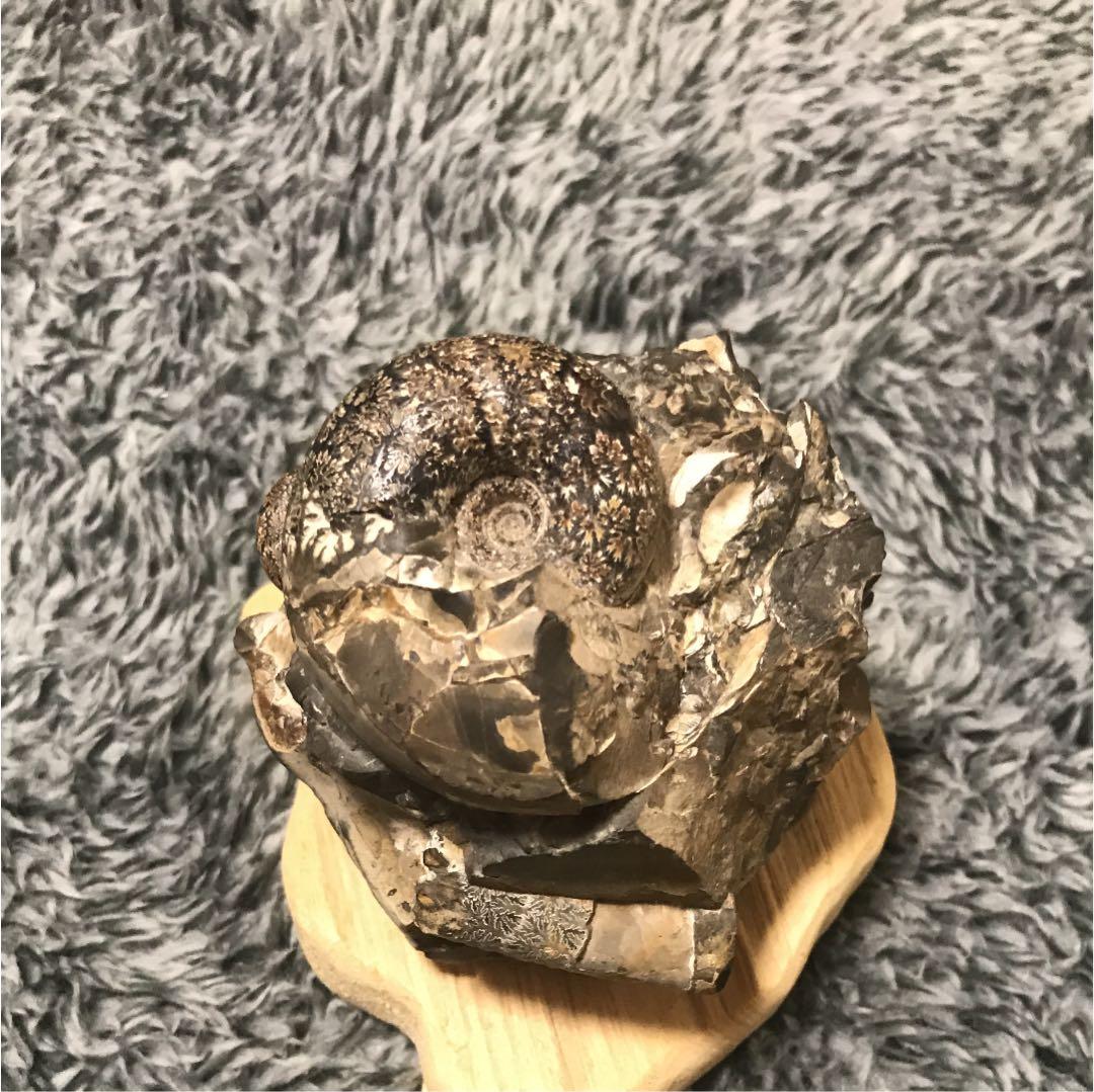 化石 テトラゴニテス