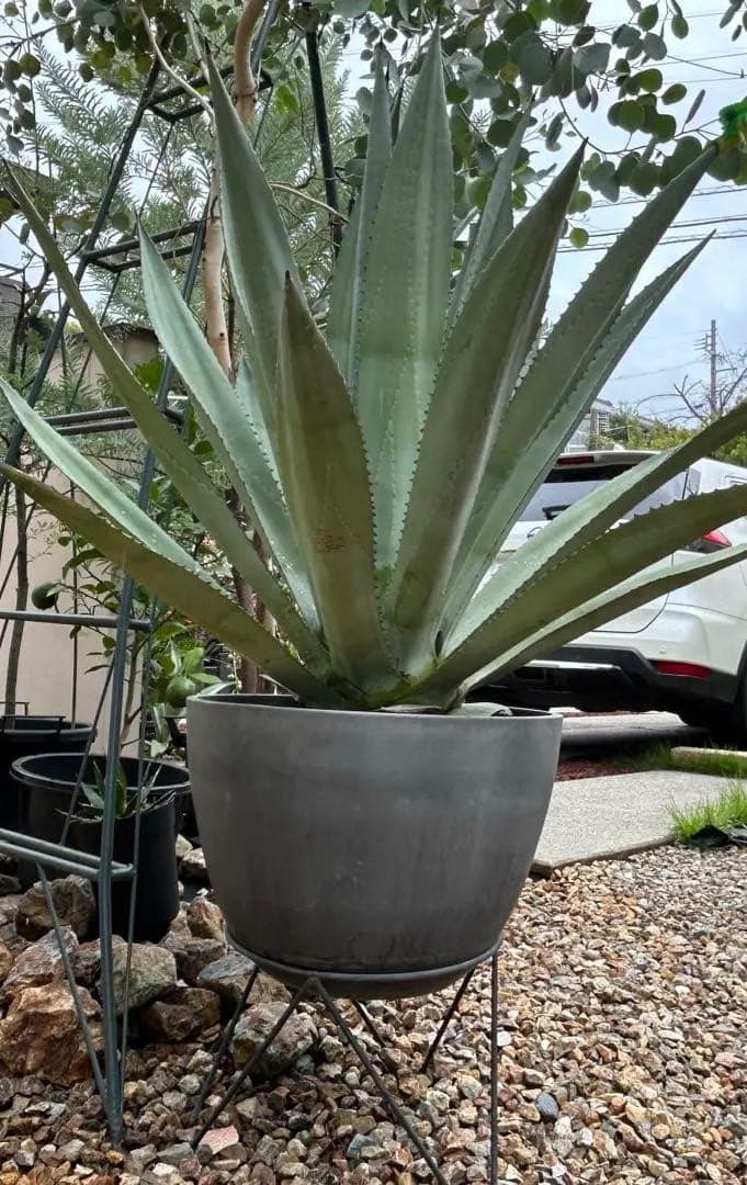 お引き取り限定　アガベ アメリカーナ　鉢付き　シンボル　agave