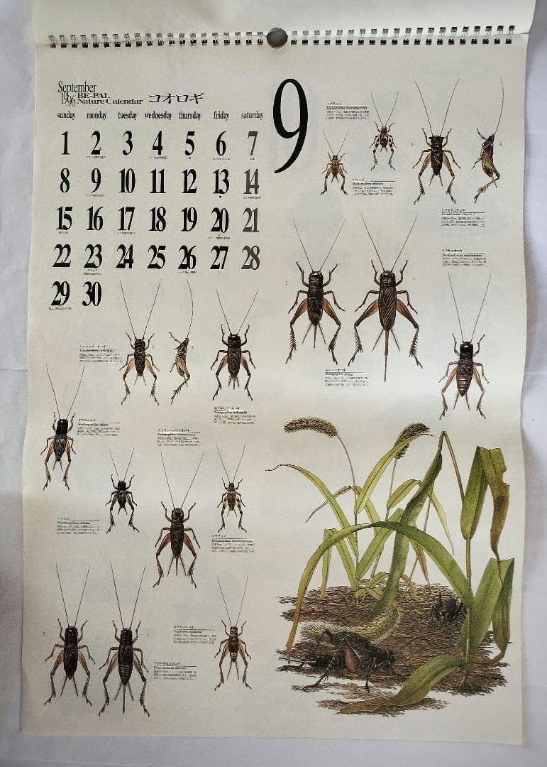 BE-PAL ビーパル カレンダー 新品未使用 1996年　ヴィンテージ