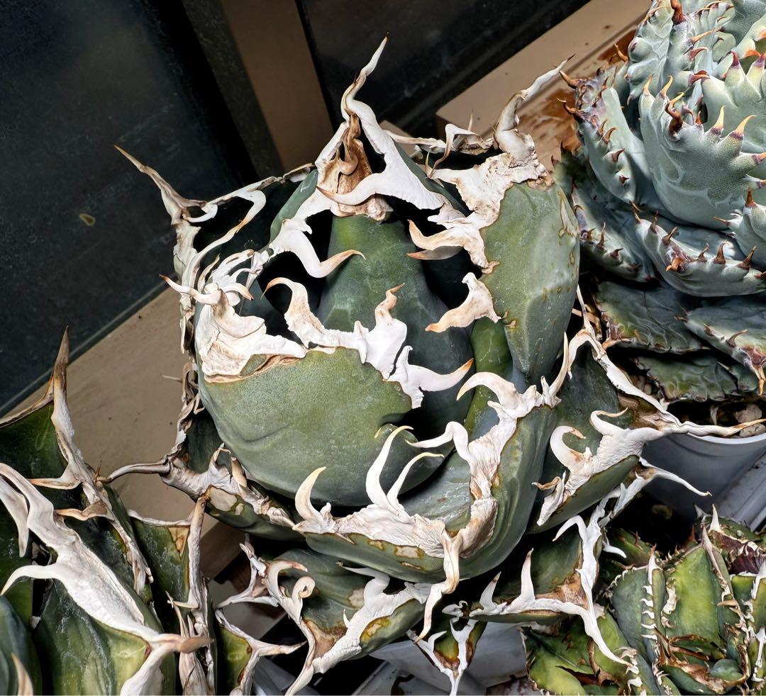 -Collection-イタリアオテロイ 検)ディアボロ悪魔君 スーパーチタノタ