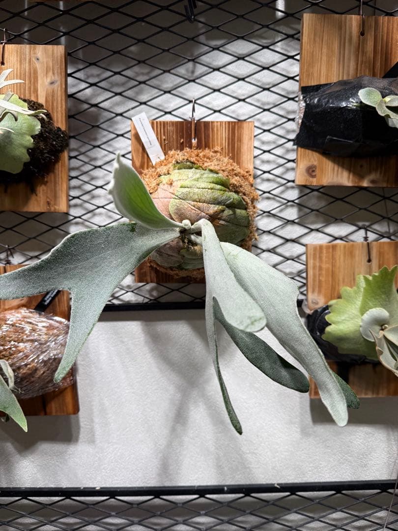 P.Veitcii Lemoinei レモイネイ 中株