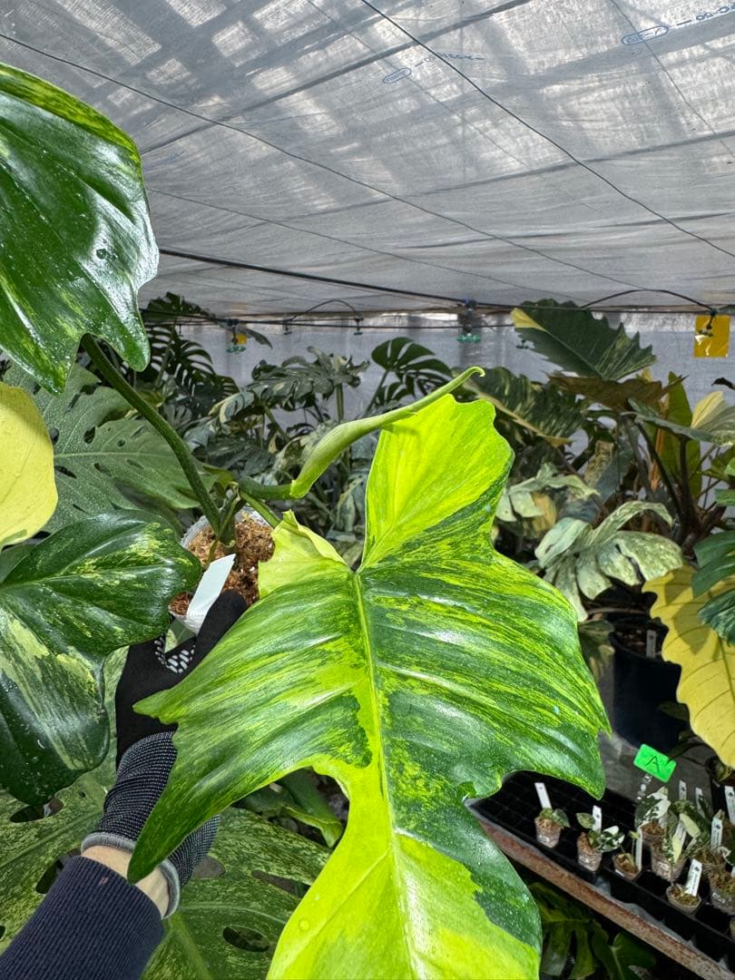 N5 フィロデンドロン　キティナ　健康カット苗