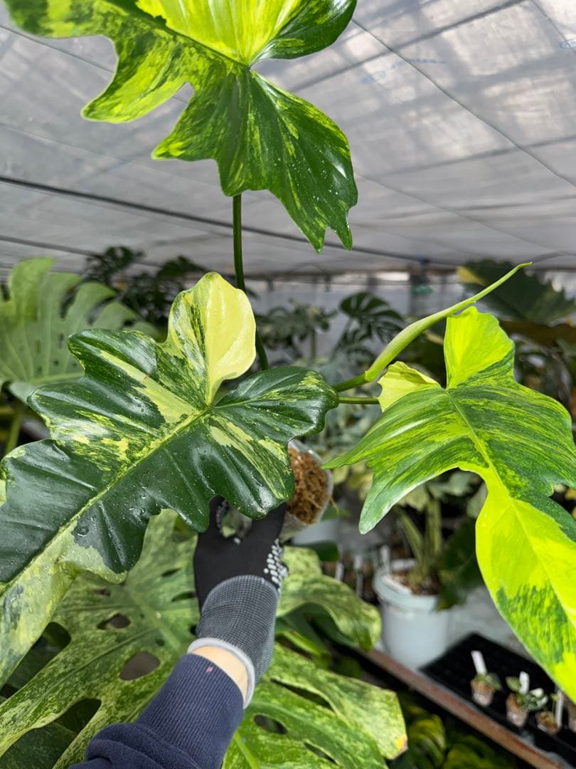 N5 フィロデンドロン　キティナ　健康カット苗