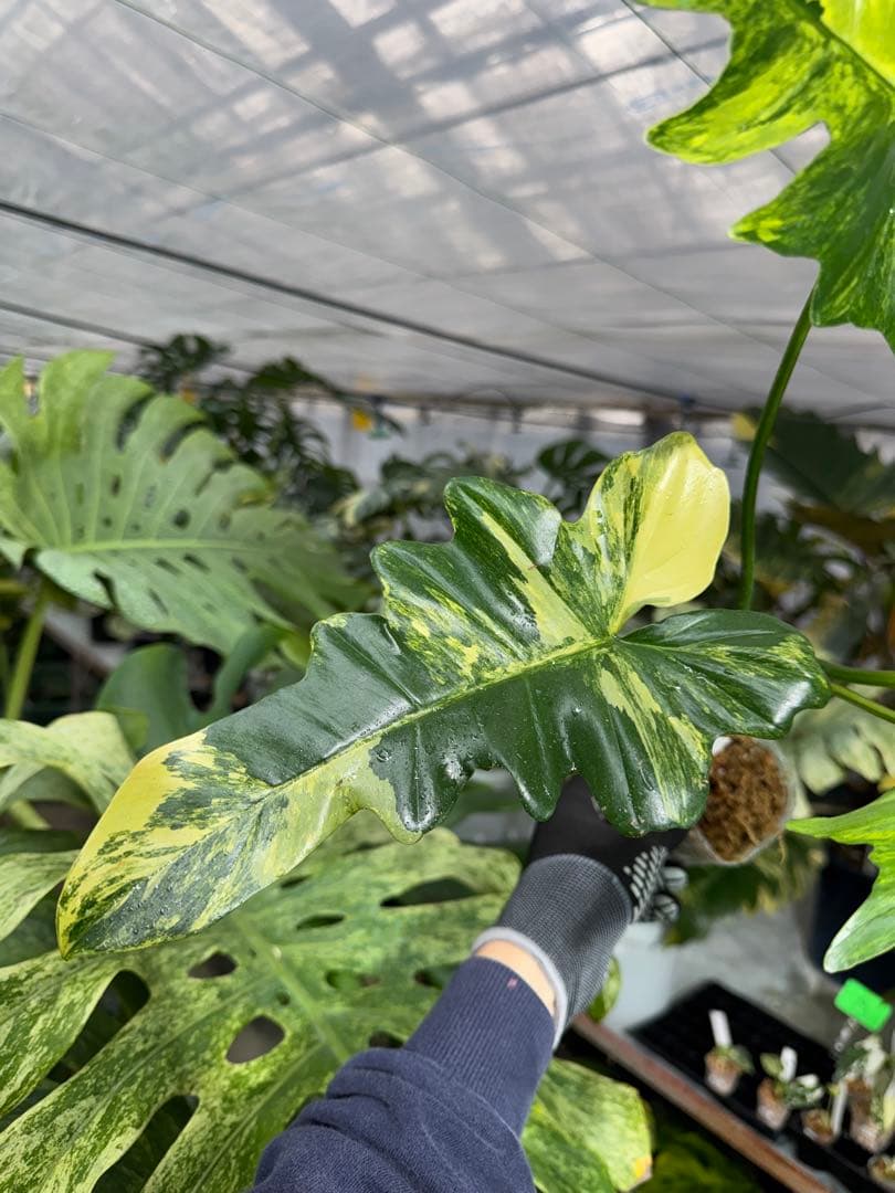 N5 フィロデンドロン　キティナ　健康カット苗