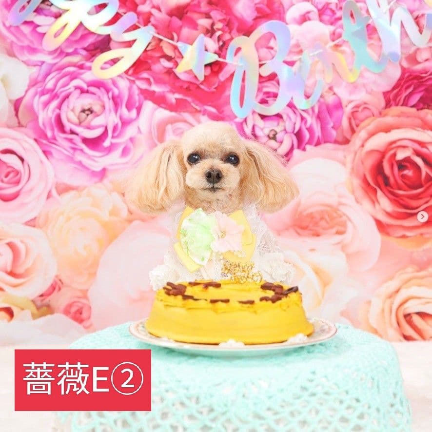 背景布【紫陽花C】サンプル　ペット、トリミング、キッズ撮影用フォトブース　梅雨