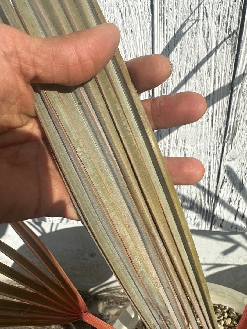 【格安】Silver Bismarck Palm ビスマルキア ノビリスシルバー