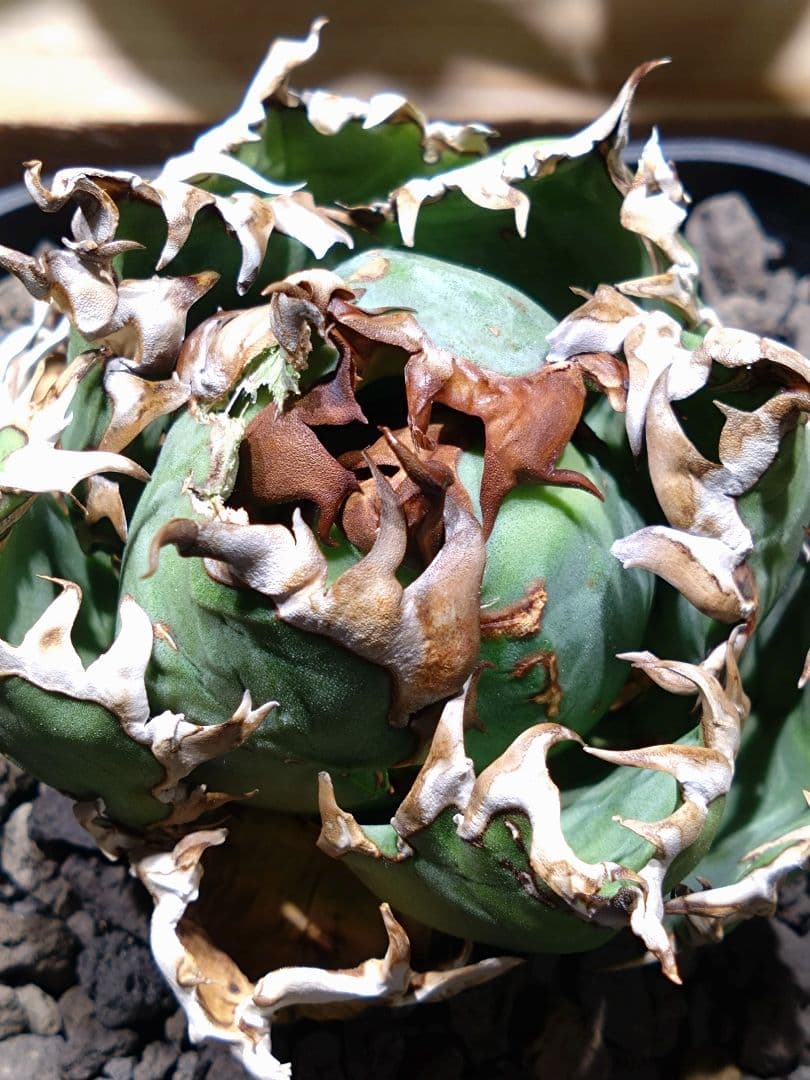 超コンパクト‼️オアハカ・オテロイ現地株