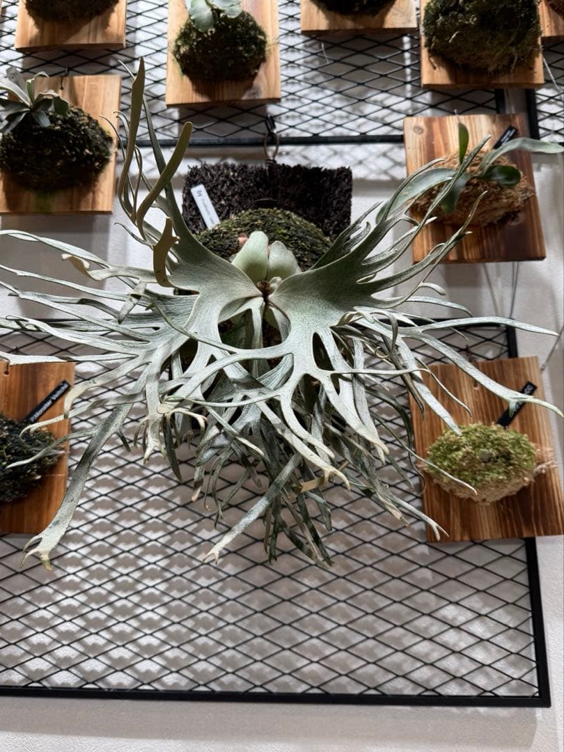 P. willinckii 'Jade Girl#2' 親株 超美株