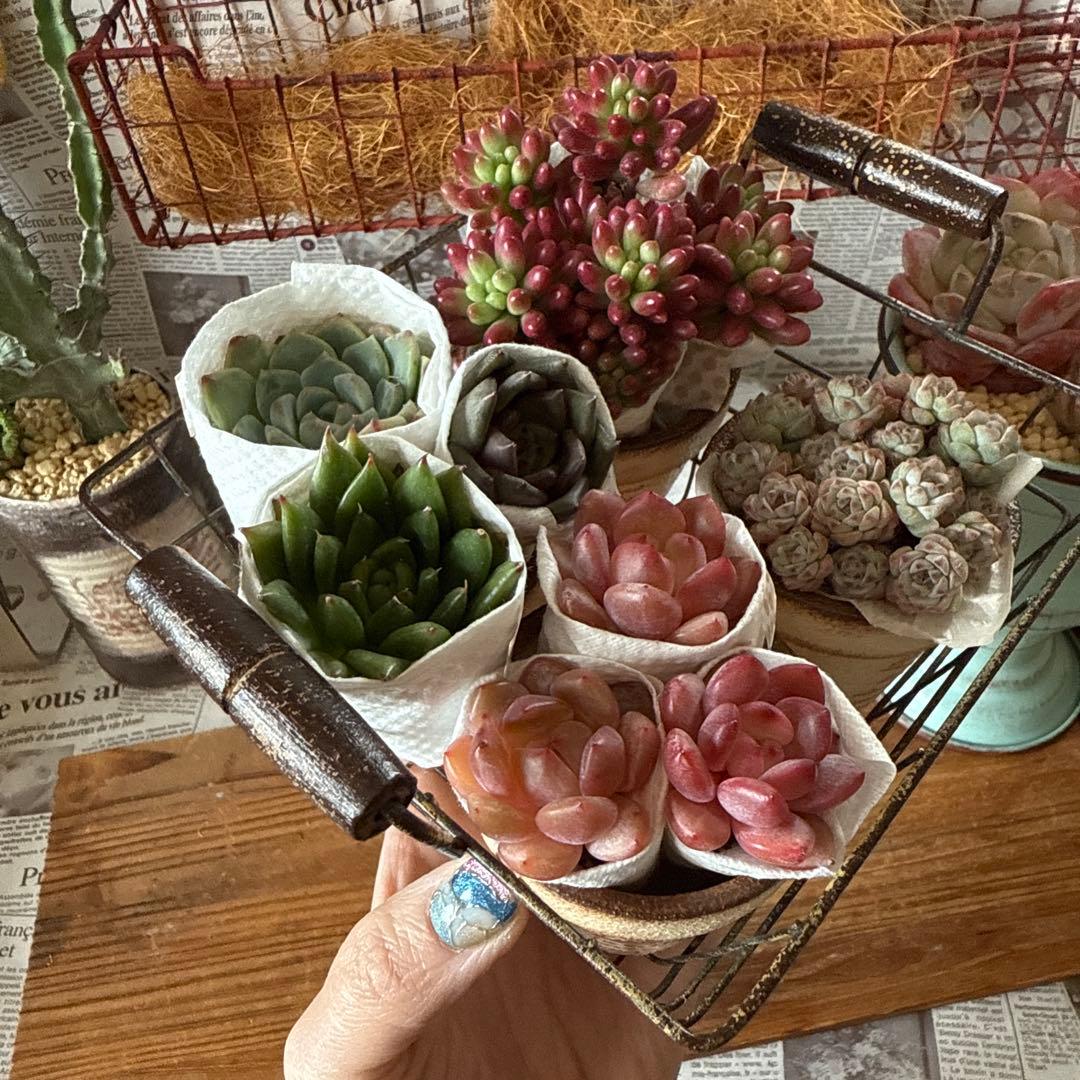 ★アンティークアイアンバスケットset★リメイク鉢多肉植物苗花ちまちま多肉弁当