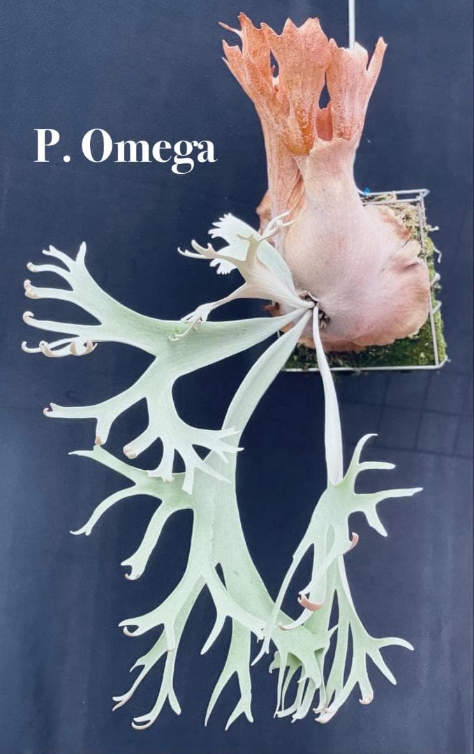 P. willinckii Omega オメガ OC 胞子 #3