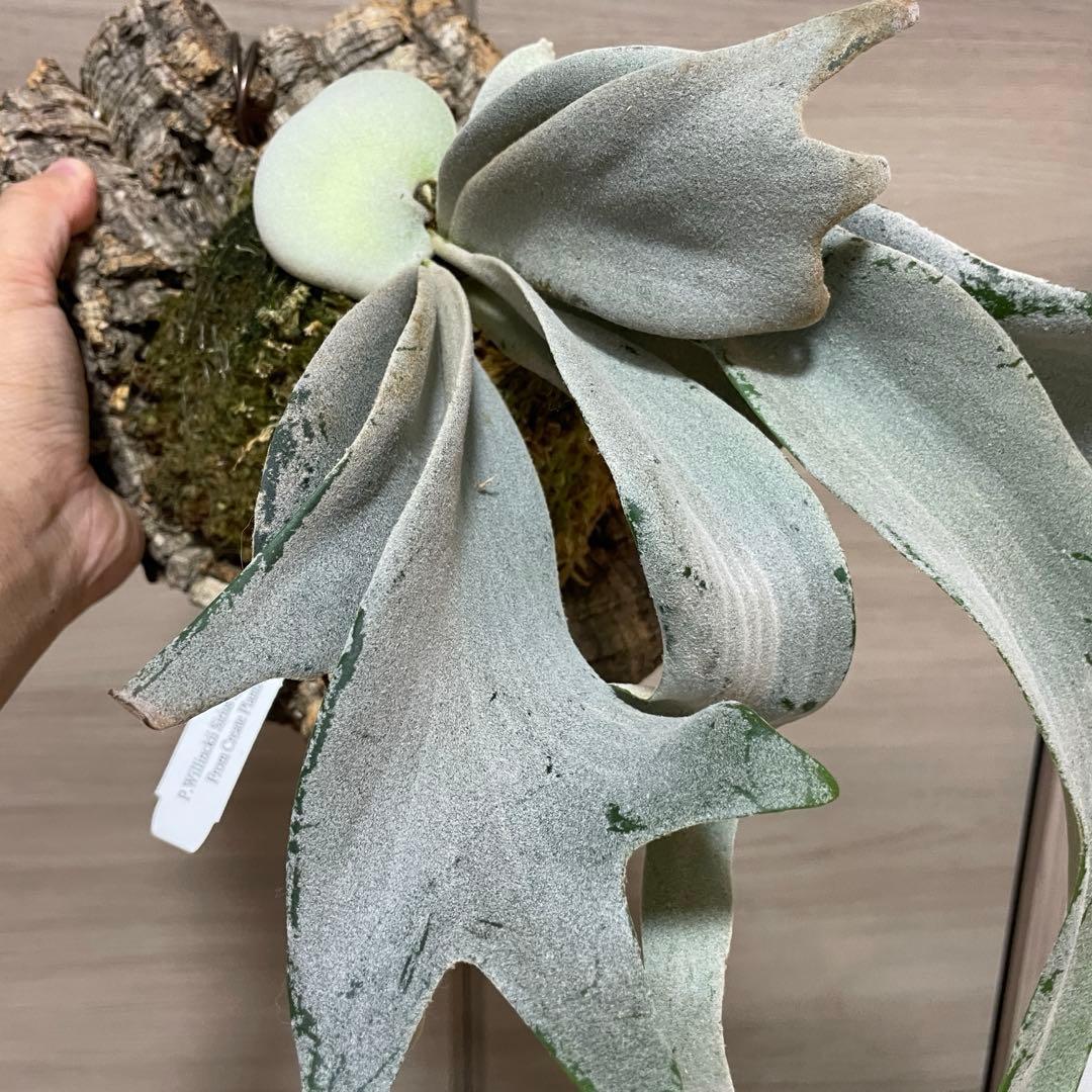 特白 大株P. Willinckii Sirius sporing ウィリンキー