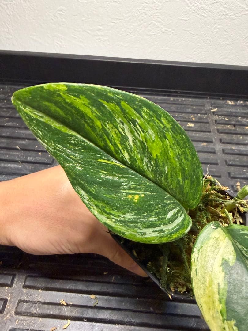 その他観葉植物 scindapsus treubii tricolor