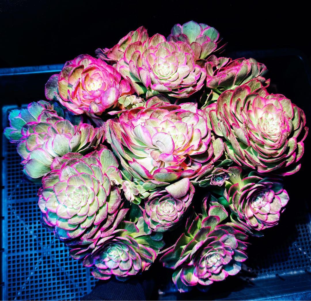 新入荷　超レア新品種　バイオレットシンフォニー(変異芽あり) (超大品)