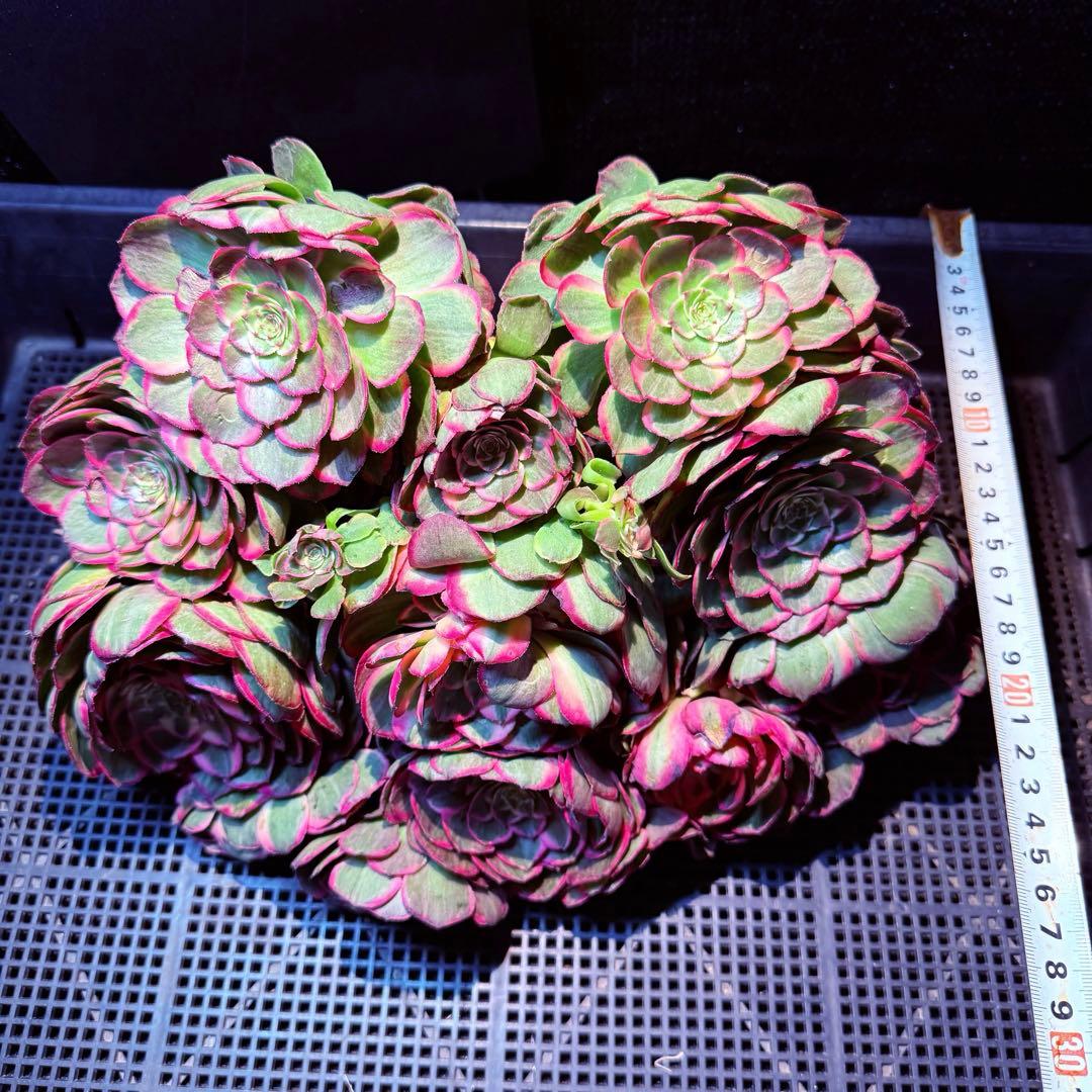 新入荷　超レア新品種　バイオレットシンフォニー(変異芽あり) (超大品)