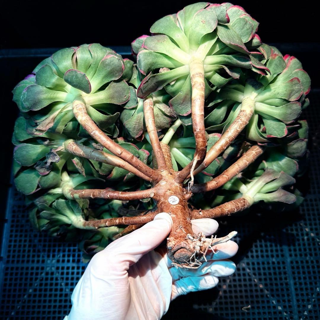 新入荷　超レア新品種　バイオレットシンフォニー(変異芽あり) (超大品)