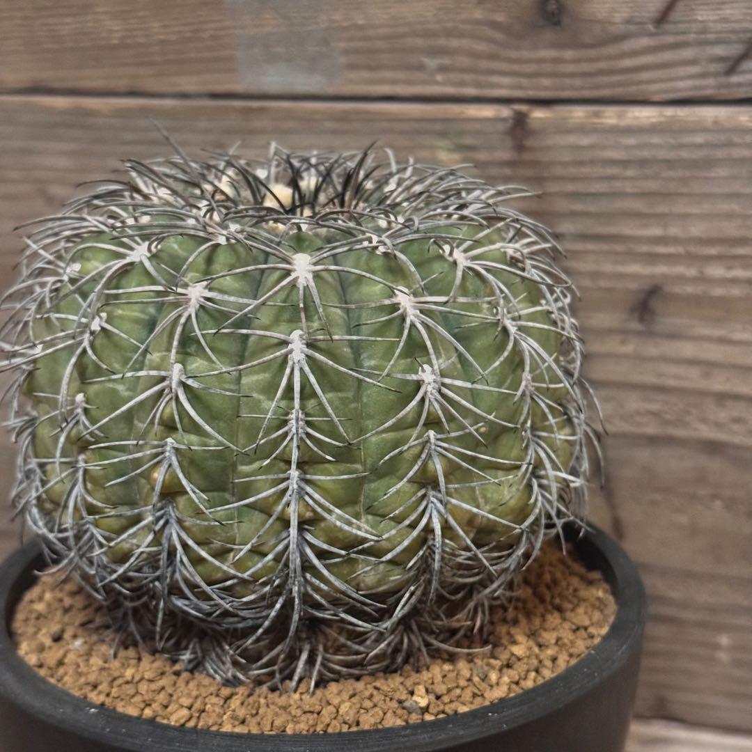 【実生古株】黒刺天平丸 魔天竜 緋冠竜 太平丸 黒王丸 ギムノカリキウム