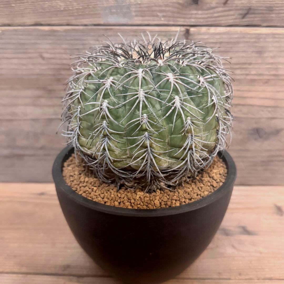 【実生古株】黒刺天平丸 魔天竜 緋冠竜 太平丸 黒王丸 ギムノカリキウム