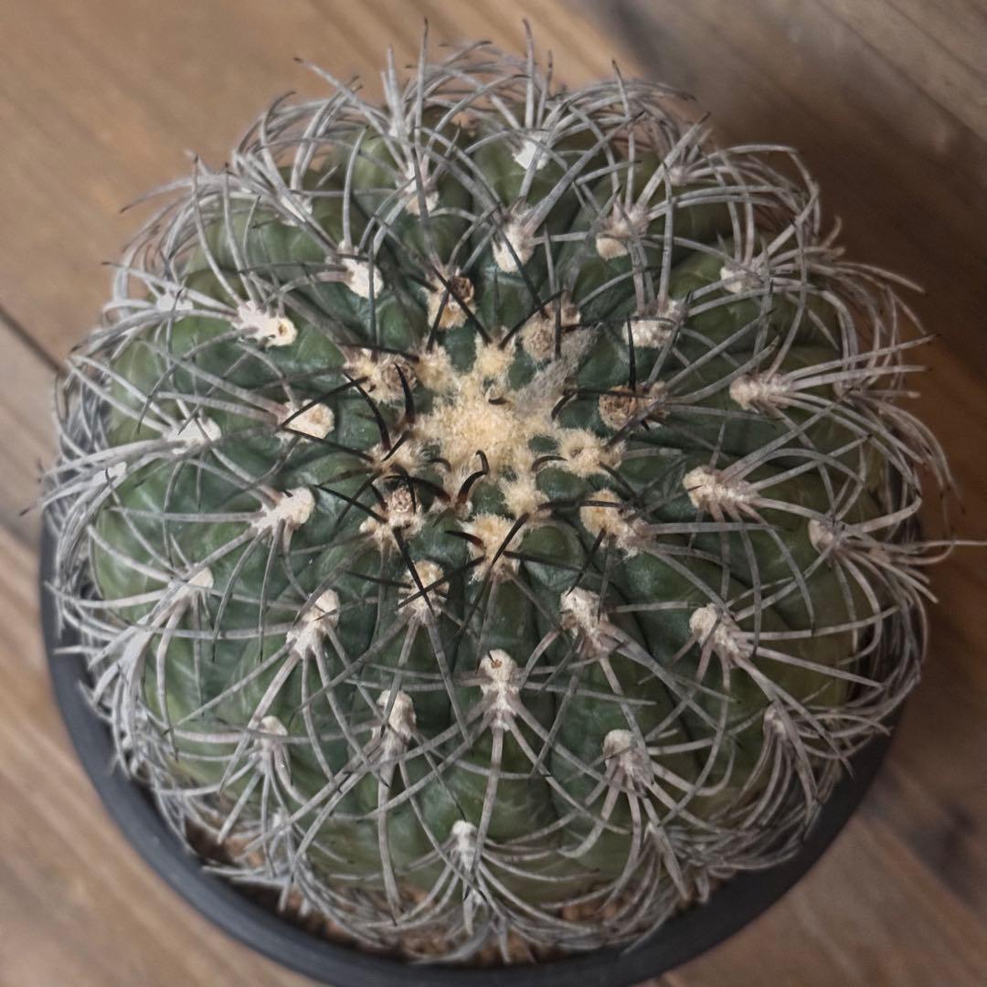 【実生古株】黒刺天平丸 魔天竜 緋冠竜 太平丸 黒王丸 ギムノカリキウム