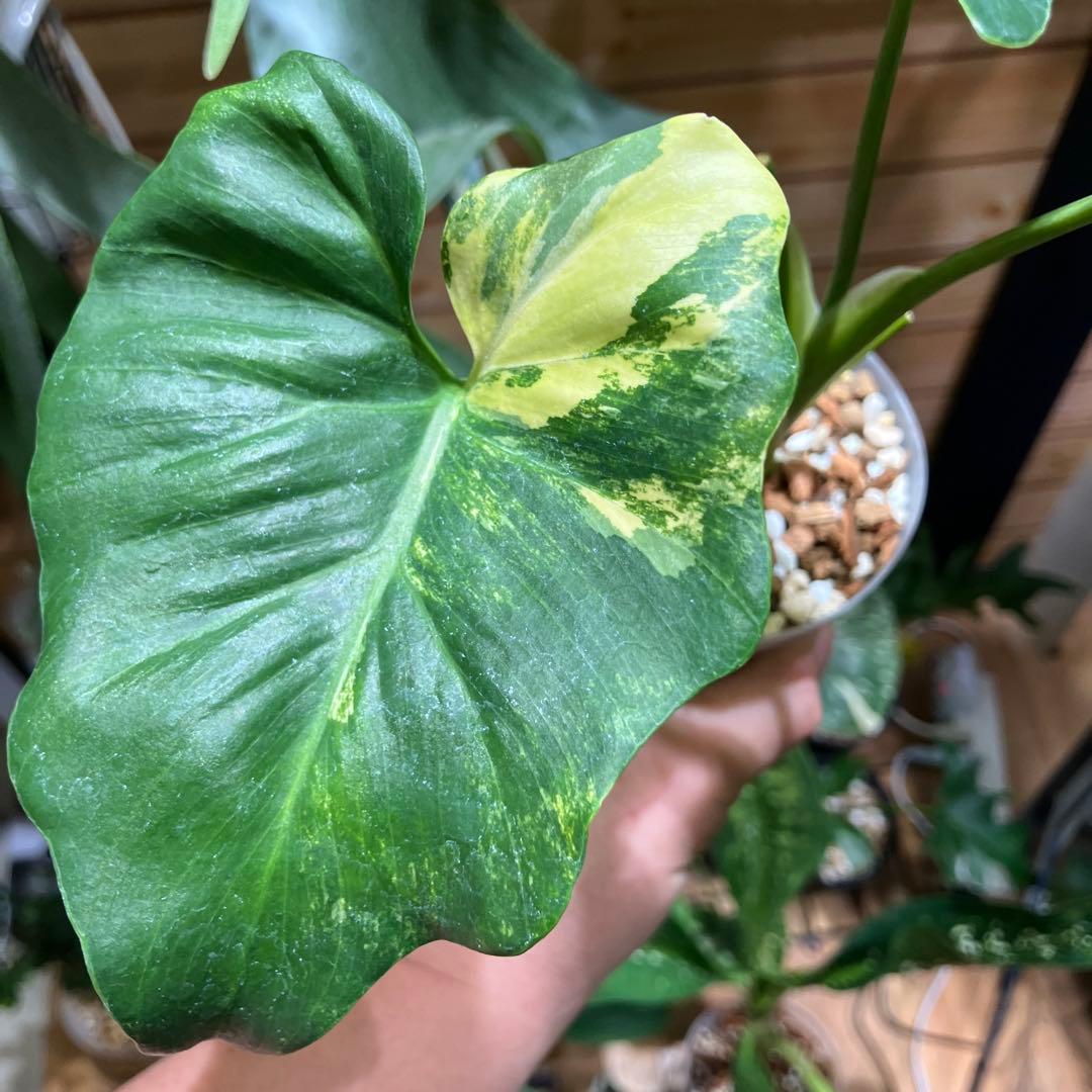 明日まで値下げ！希少！フィロデンドロン　セローム　斑入り