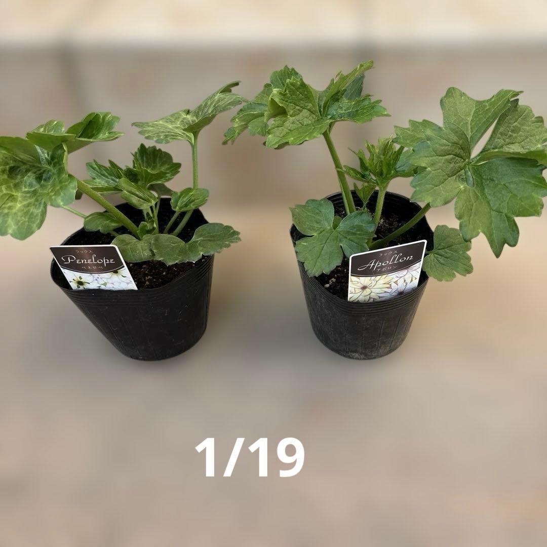 ラナンキュラスラックス苗　2品種　セット　新品種