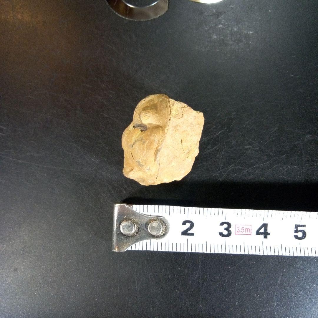 三葉虫　化石　fossil　ボリビア産　trilobite　海生動物個体⑨