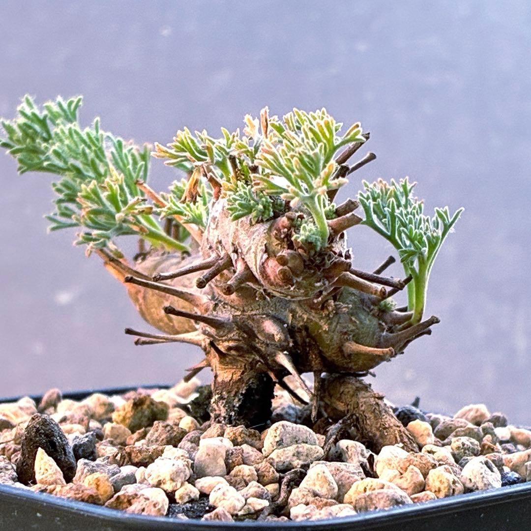 モンソニア　ムルチフィダ　実生　48