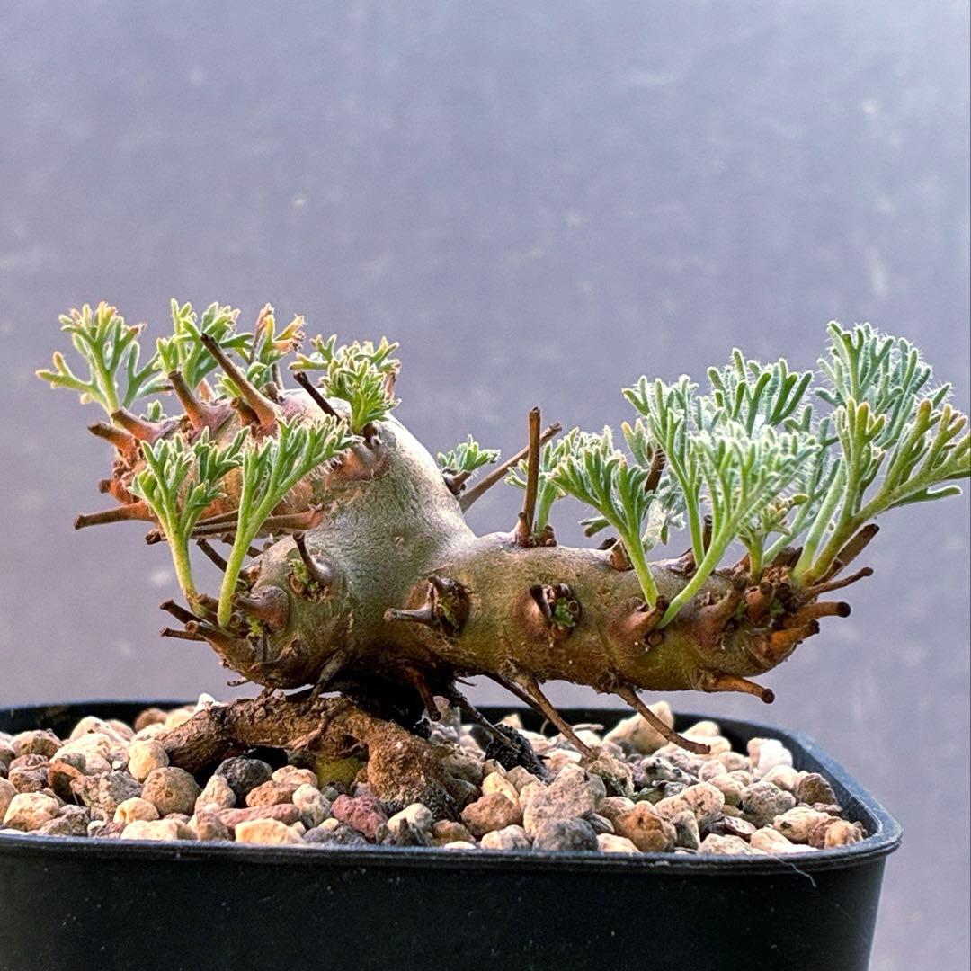 モンソニア　ムルチフィダ　実生　48