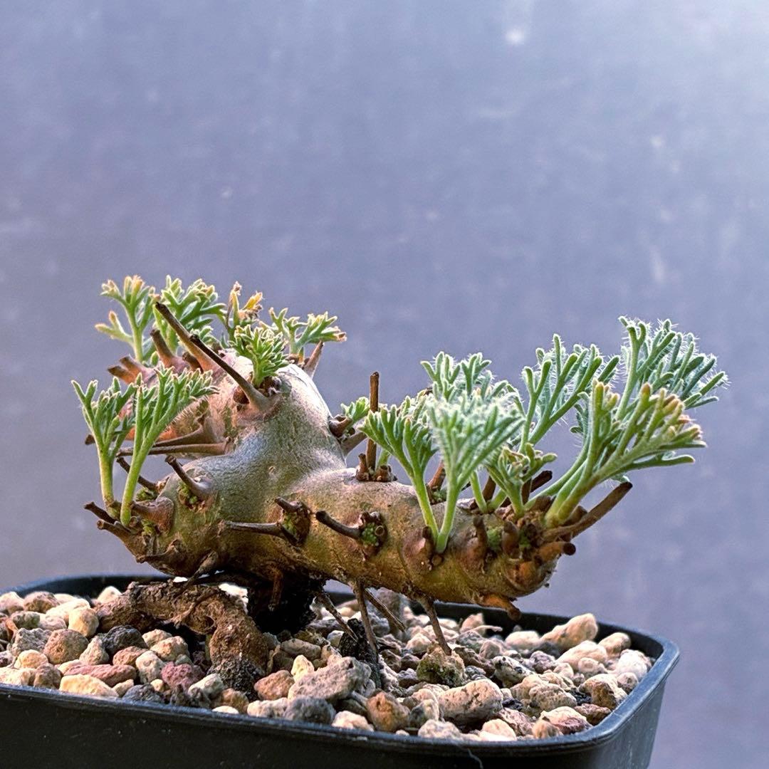 モンソニア　ムルチフィダ　実生　48