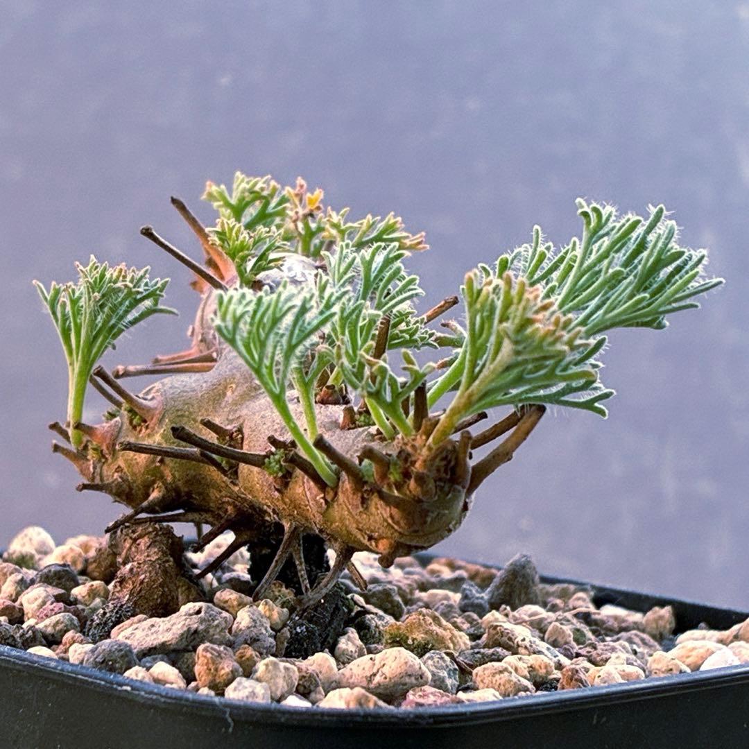 モンソニア　ムルチフィダ　実生　48