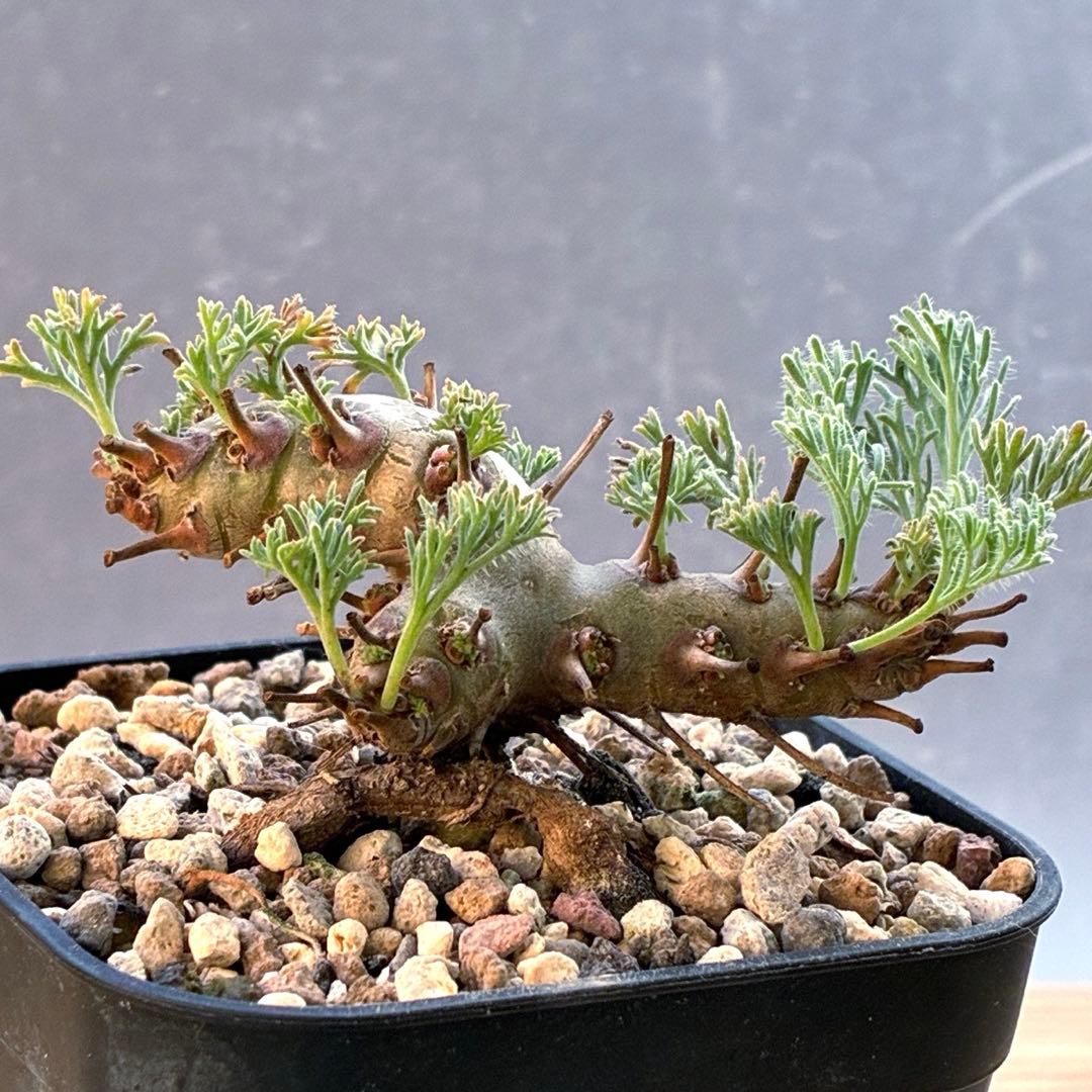 モンソニア　ムルチフィダ　実生　48