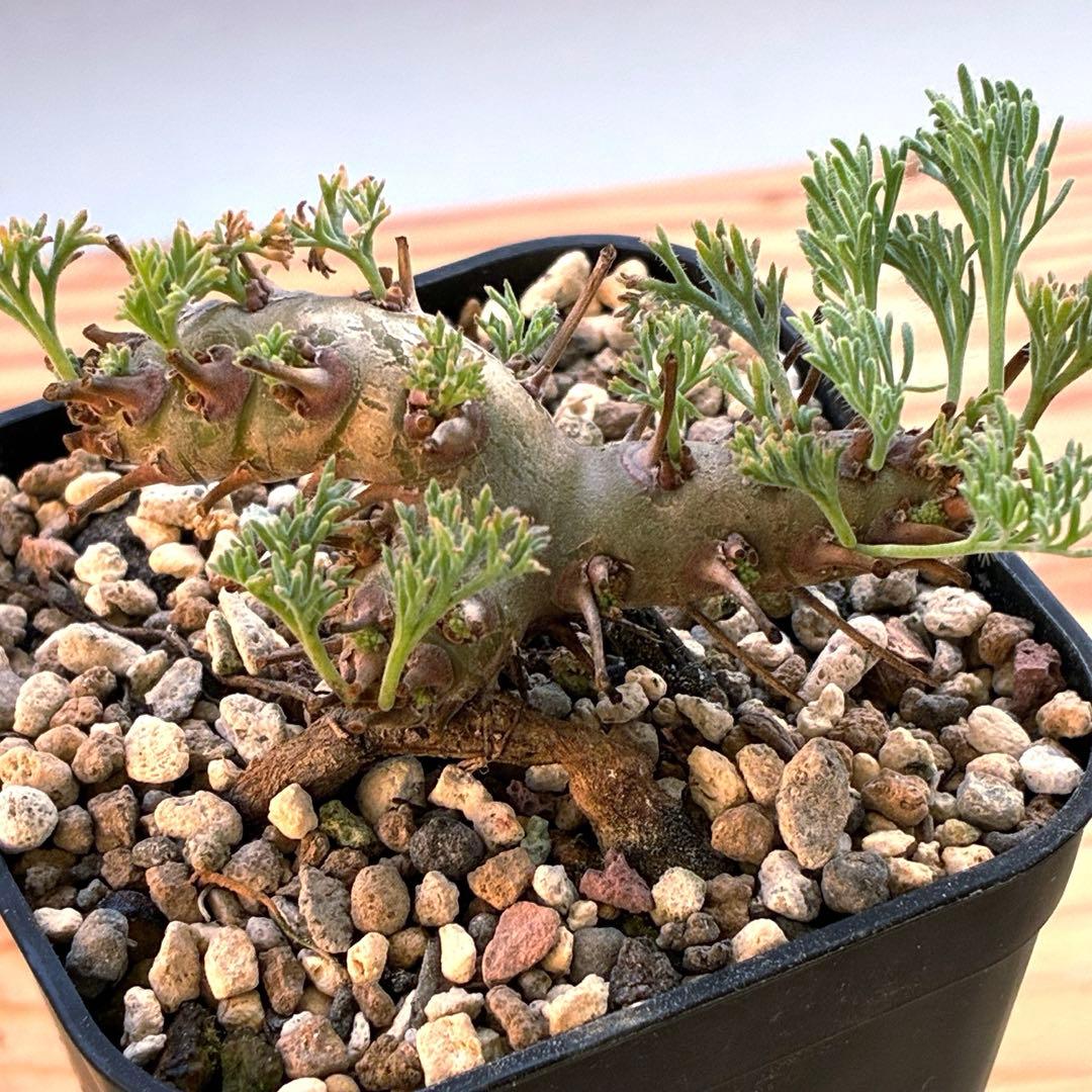 モンソニア　ムルチフィダ　実生　48