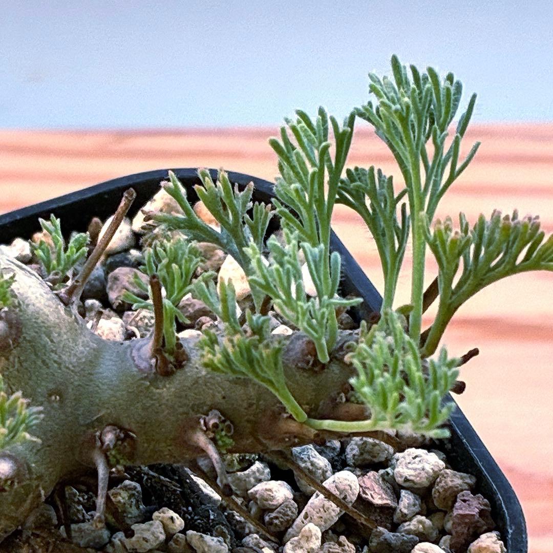 モンソニア　ムルチフィダ　実生　48