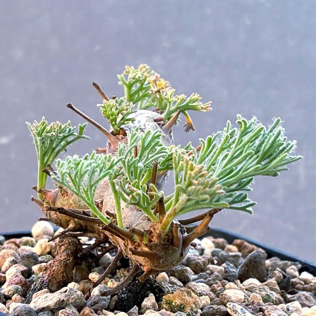 モンソニア　ムルチフィダ　実生　48