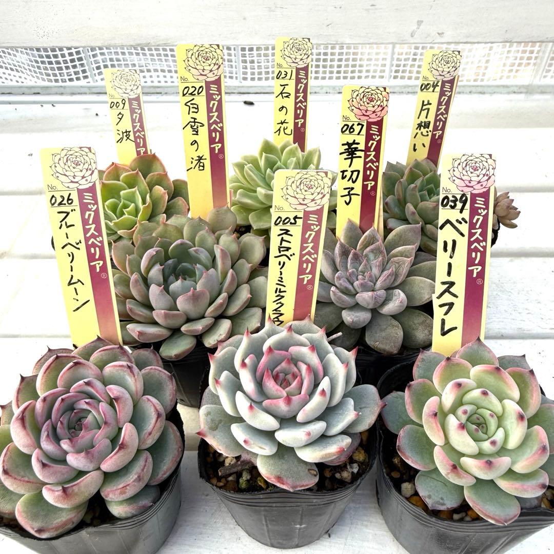 多肉植物 ミックスベリア