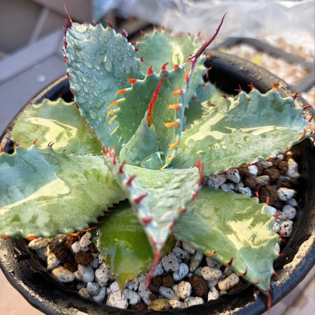 アガベ　レア　中株　美株　蟹爪　フロスティクリスタル　イシパラ