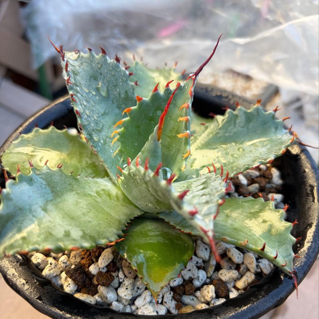 アガベ　レア　中株　美株　蟹爪　フロスティクリスタル　イシパラ