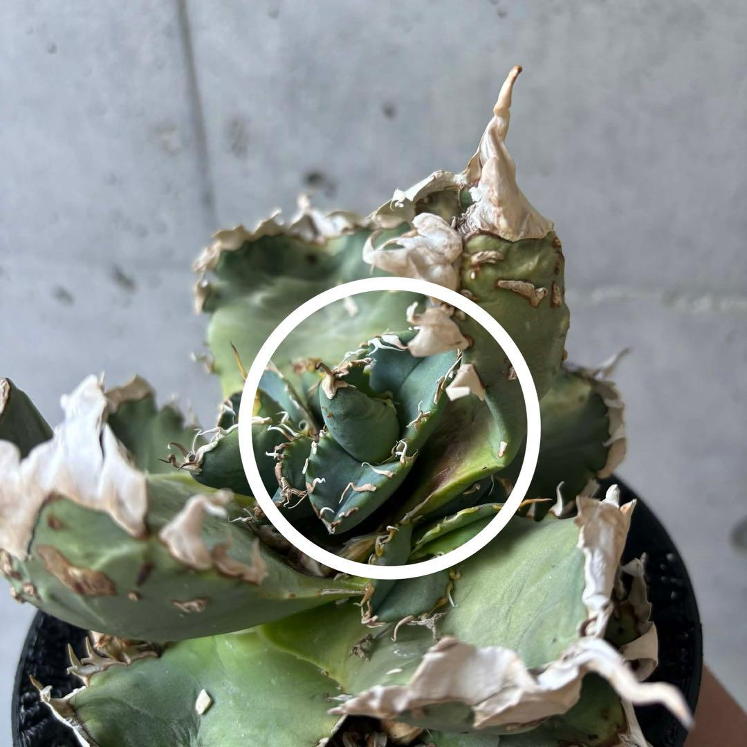 チタノタ　台湾ゴジラ　子株