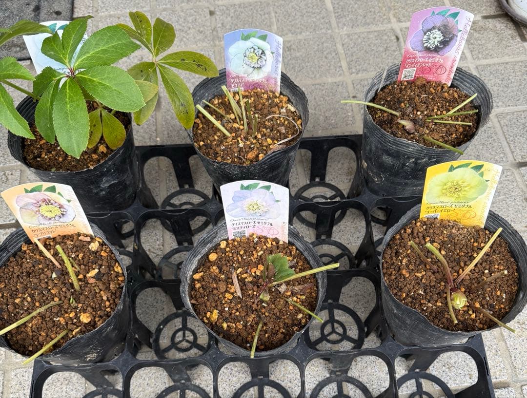 クリスマスローズ　セミダブルまとめ売り