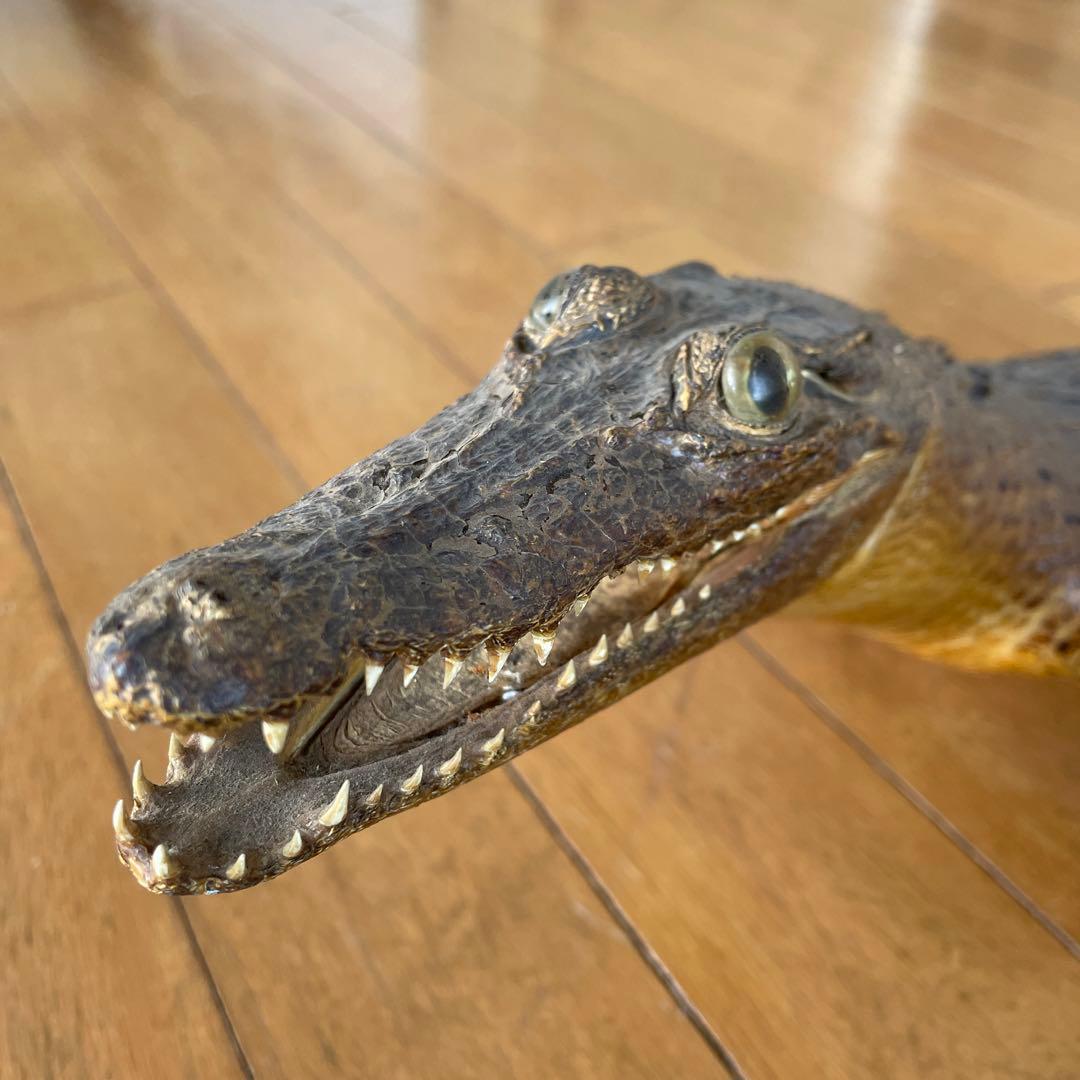 ワニ　置物