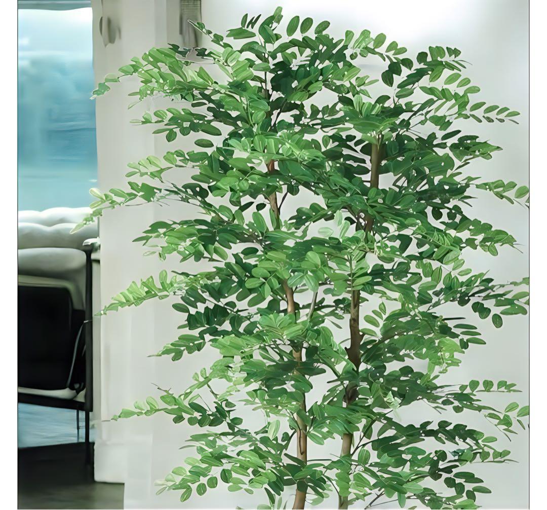 光触媒　人工観葉植物　フェイクグリーン　アカシアディアル150FST