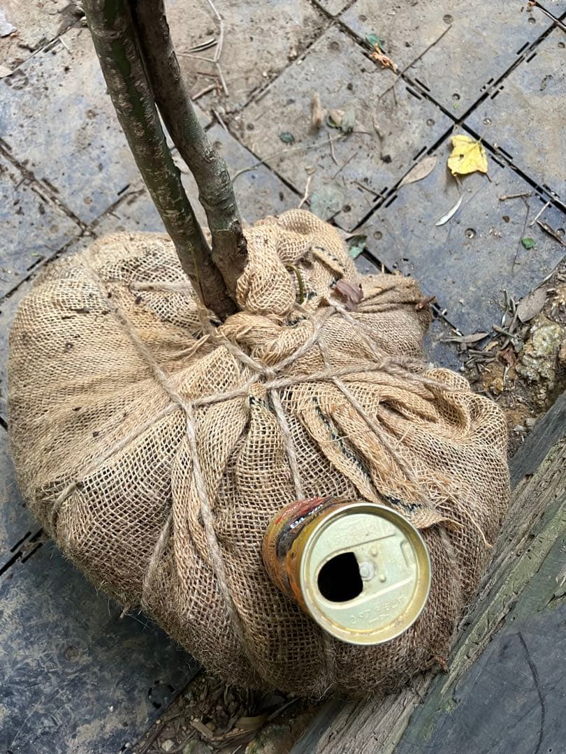 山採り　ウリカエデ　ヤマモミジ　混合株