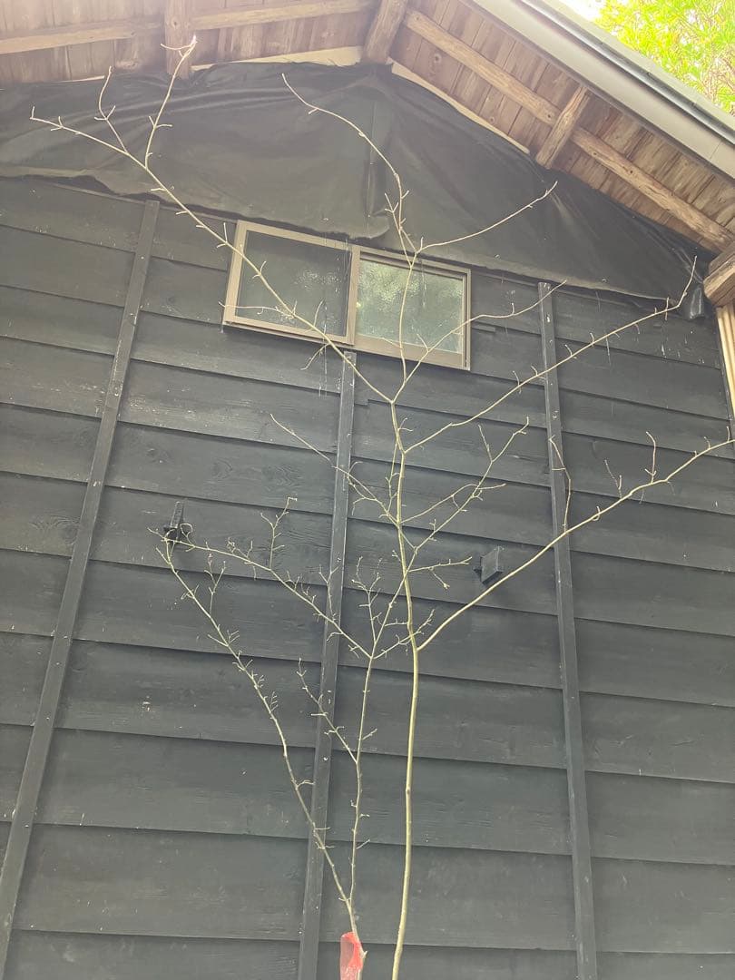 山採り　ウリカエデ　ヤマモミジ　混合株