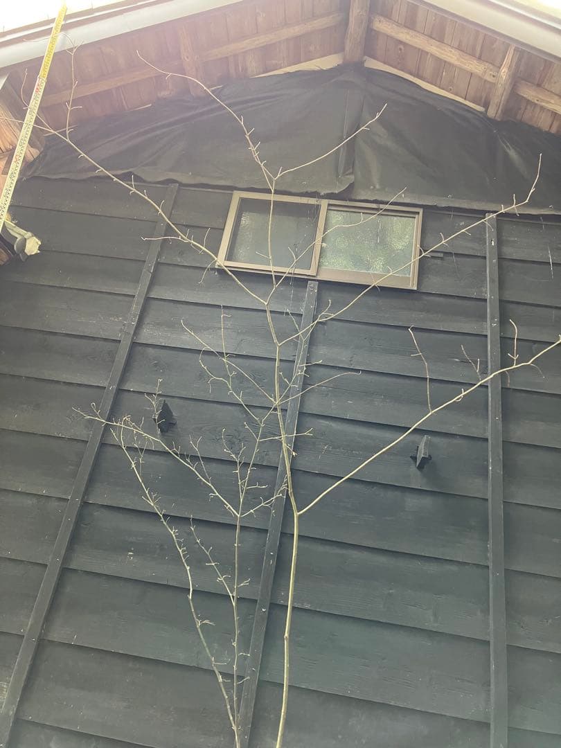 山採り　ウリカエデ　ヤマモミジ　混合株