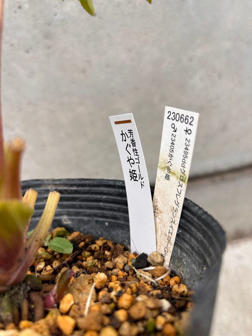 グロス系　認定かぐや姫　クリスマスローズ