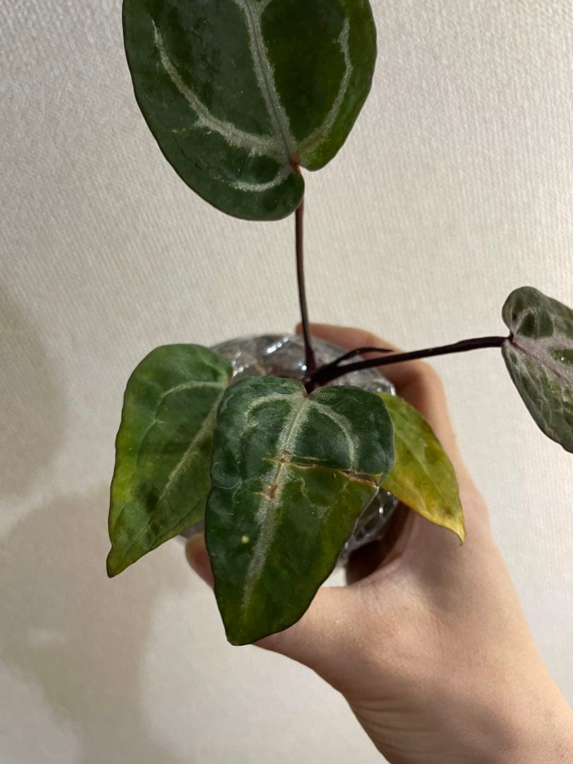 アンスリウム ミシェル ミュータント 変異レア個体 斑入り