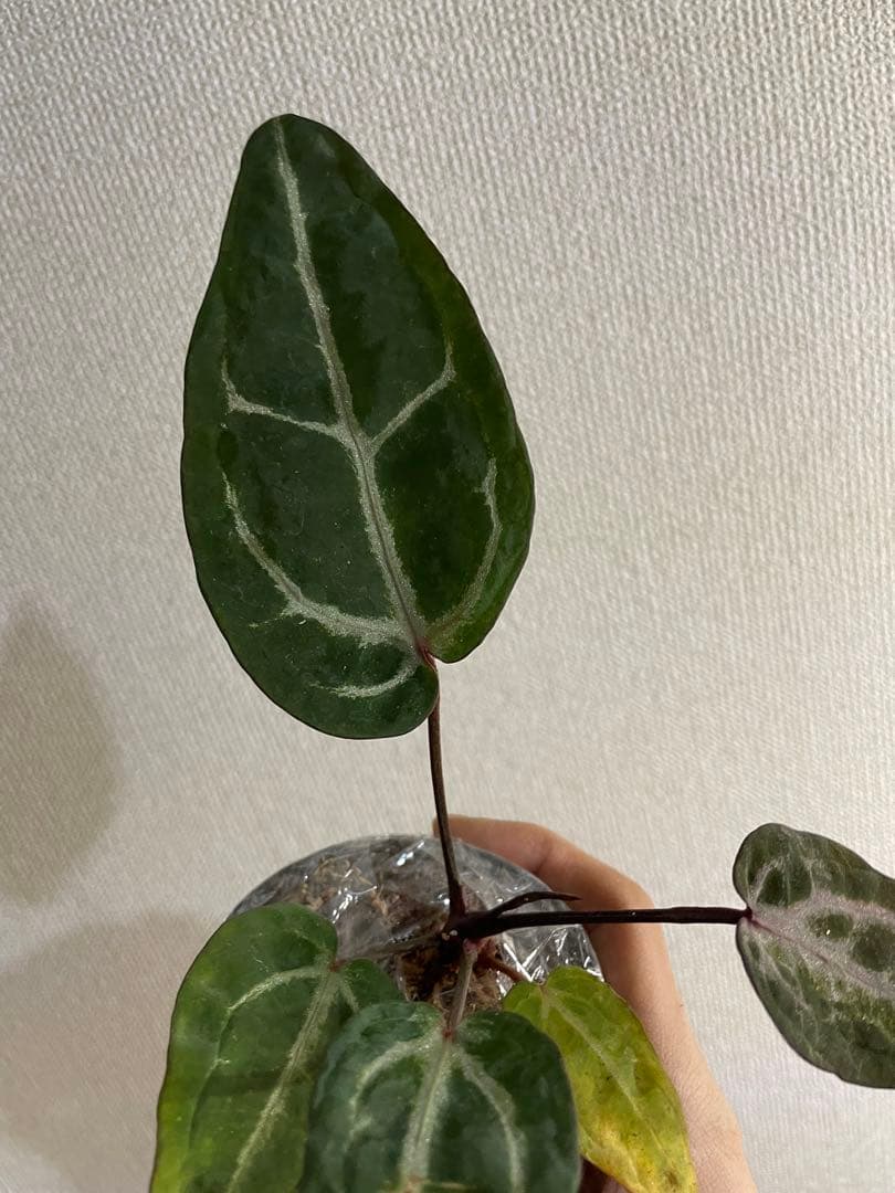 アンスリウム ミシェル ミュータント 変異レア個体 斑入り