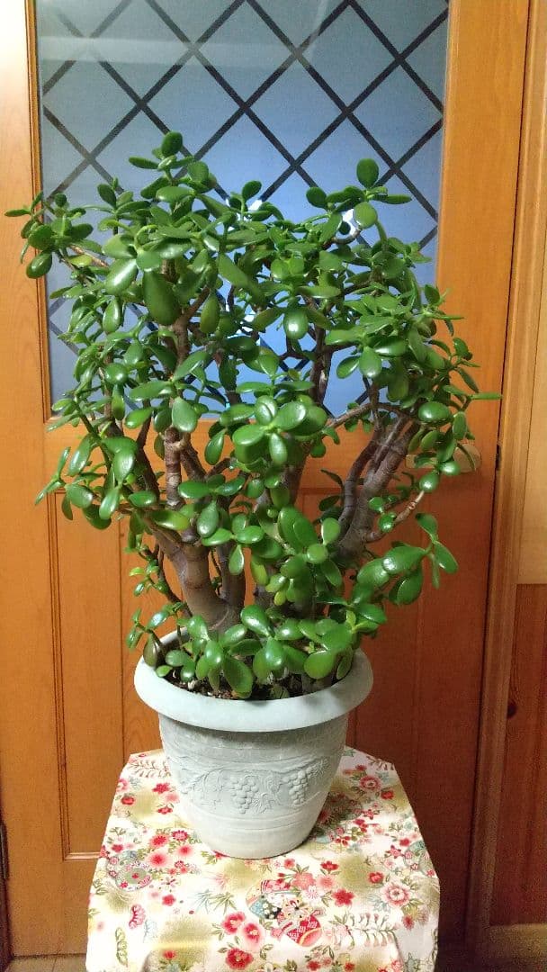 華花月(金運。縁起物✨)20年以上生育