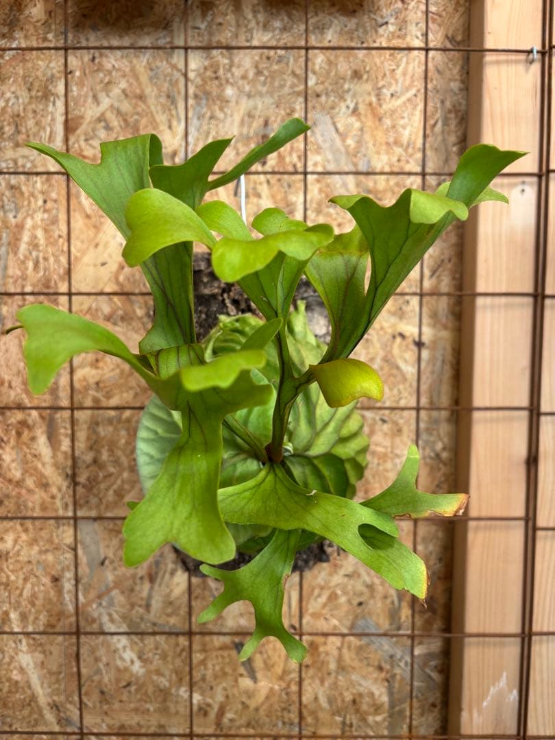 ビカクシダ リドレイ　コルク付け