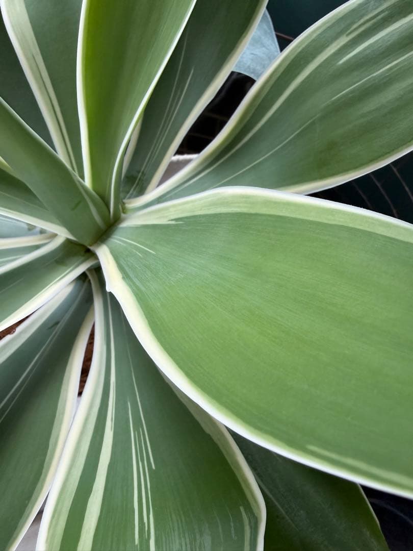 アガベ・アテナータ・レイオブライト / 大株 白覆輪 希少 レア