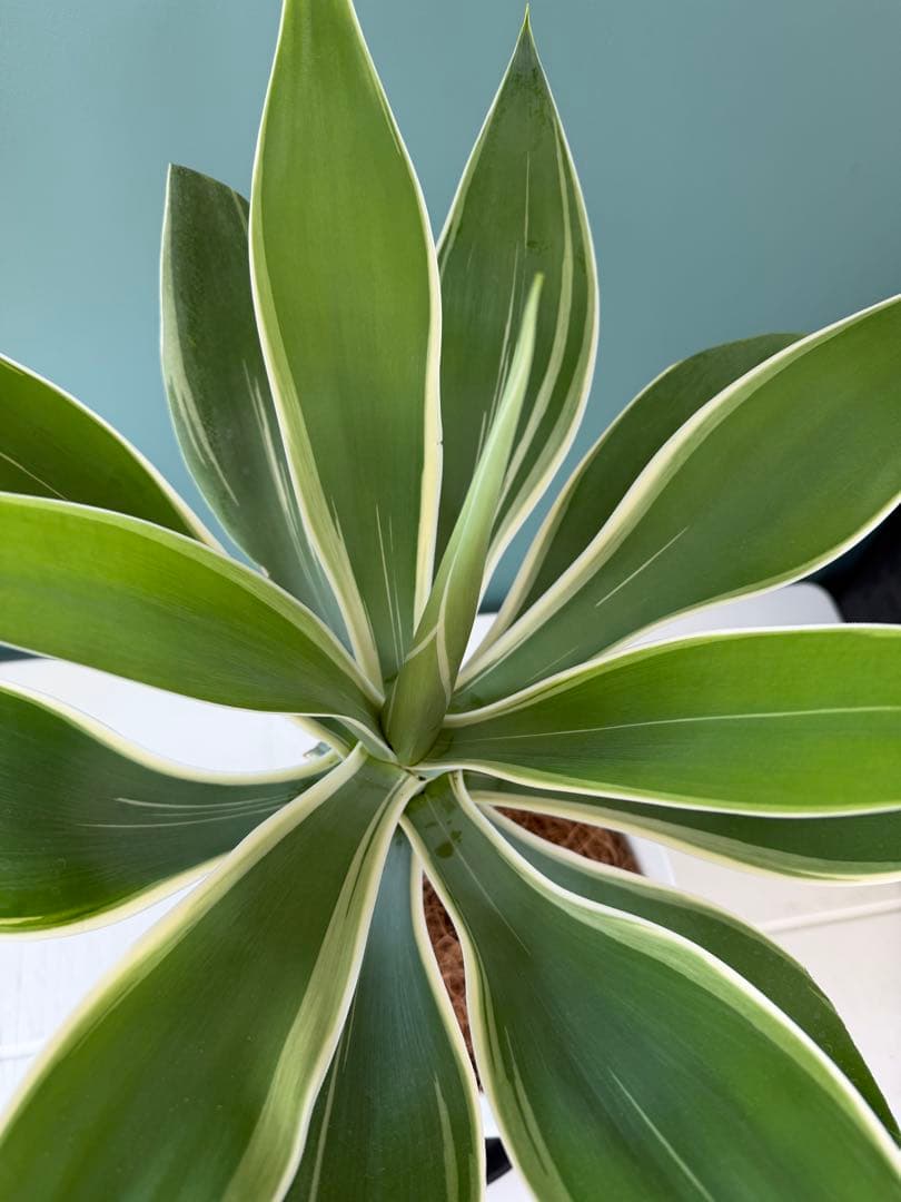 アガベ・アテナータ・レイオブライト / 大株 白覆輪 希少 レア